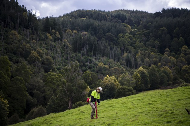 Nestl&eacute;'s tree plantings are already underway in the Strzelecki Ranges and in East Gippsland, Victoria. Greening Australia is already on track to finish planting 200,000 trees across almost 100 hectares. Image: Nestl&eacute;