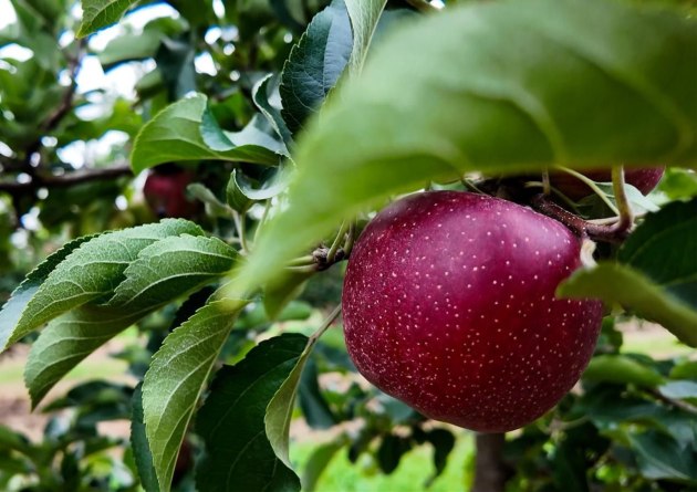 The first shipment of mainland Australian apples landed in the Chinese market last week, following the finalisation of a new trade market access deal in July 2025.
Source: Soluna Apples