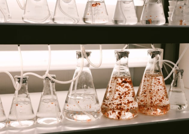 The Western Australian government has granted an aquaculture licence to Fremantle-based marine science solutions company, SeaStock, for the state&rsquo;s first commercial-scale, land-based algae production facility.
Source: SeaStock