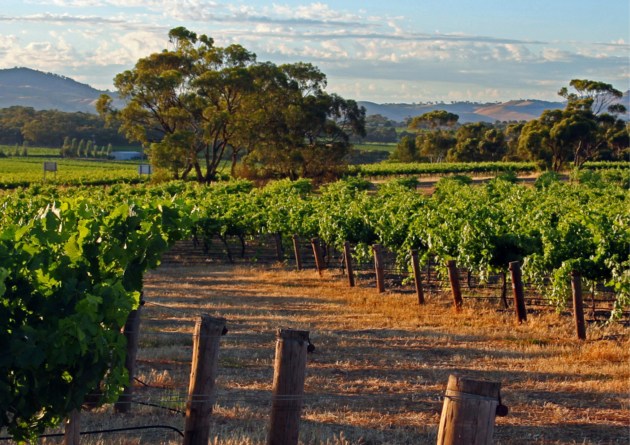 Wine Australia and Vinehealth Australia are co-investing to modernise South Australia&rsquo;s Vinehealth Vineyard Register and align it with the National Vineyard Register.
Source: Thinkstock