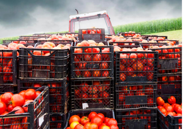 An investigation by the ABC has uncovered alleged provenance fraud across major tomato products brands, with more than 22 per cent of tested samples not matching the claimed country of origin.
Source: Thinkstock