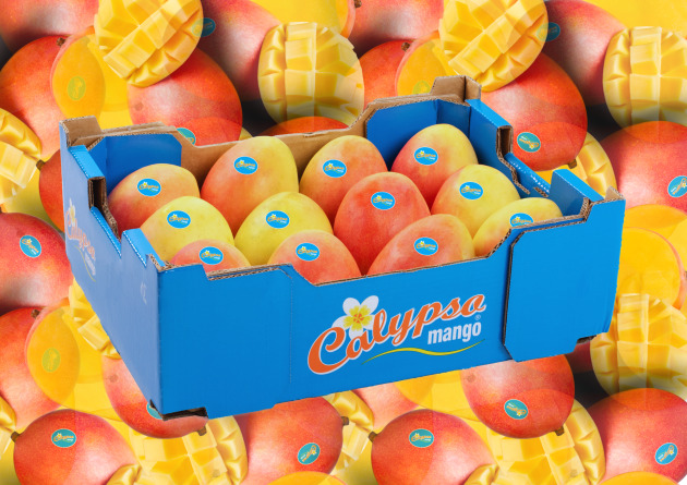 Perfection Fresh has partnered with Mexican grower, Campos Borquez, to bring Calypso mangoes to the US market. After four years of rigorous trials, propagation is underway for the first commercial plantation early in 2025.
Source: Perfection Fresh