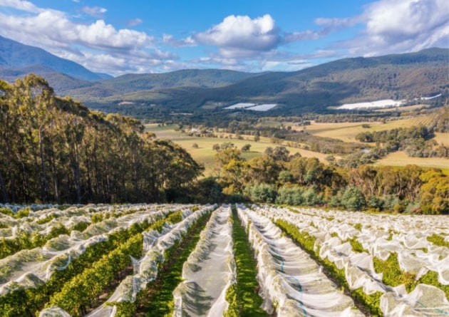 The winner of the Mornington Peninsula Vignerons Association&rsquo;s 2025 Pinot Noir Challenge has caused a stir in the industry, with the Yarra Valley&rsquo;s Giant Steps Wine taking out the top prize, breaking a five-year winning streak by Tasmanian entries.
Source: Giant Steps