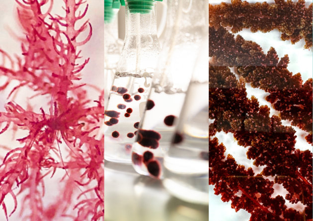 SeaStock has secured a $740,000 matched co-investment with Australia&rsquo;s Food and Beverage Accelerator to develop functional ingredients from seaweed.
Source: SeaStock