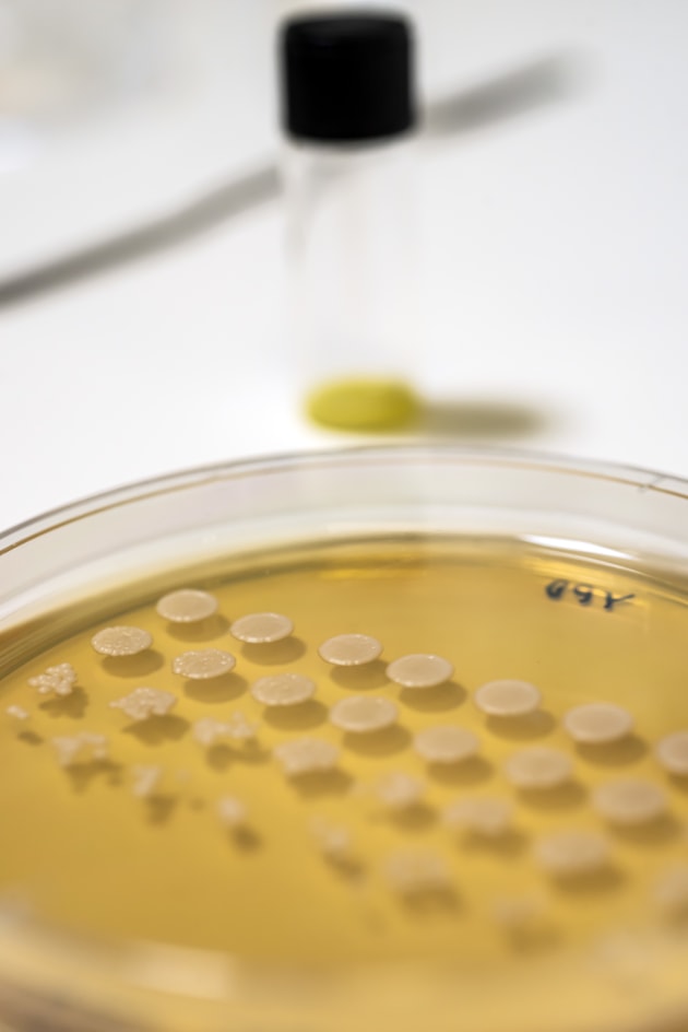 Nourish Ingredients has pioneered a yeast fermentation process to mimic the molecular structure of animal fats.