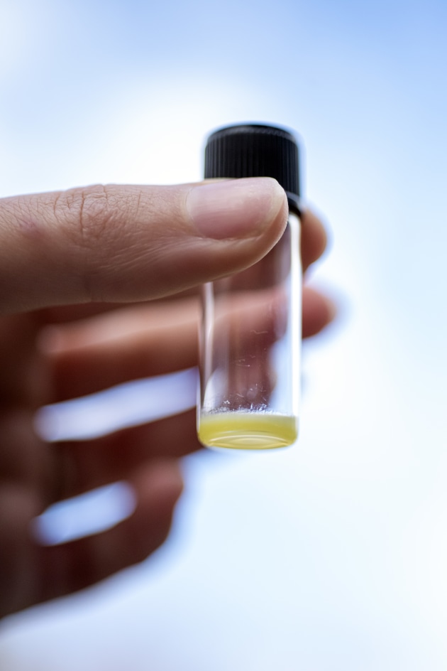 Nourish Ingredients has pioneered a yeast fermentation process to mimic the molecular structure of animal fats.