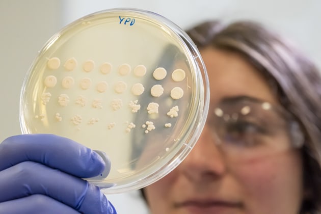 Nourish Ingredients has pioneered a yeast fermentation process to mimic the molecular structure of animal fats.