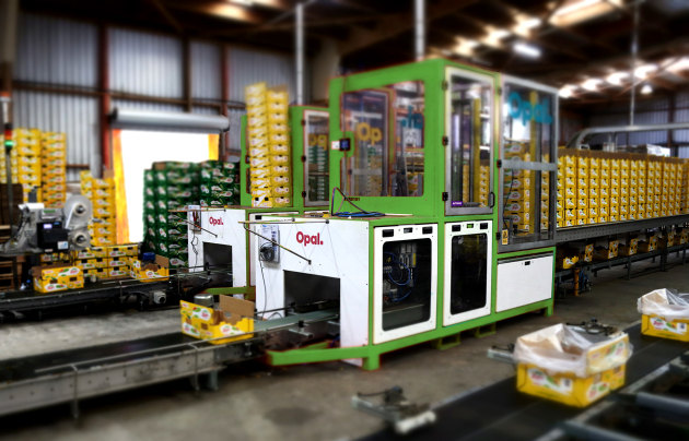 Opal Packaging's High-Speed Kiwifruit case erector exceeded customer expectations with a solution that reduced operator fatigue and injury, improved system safety, and increased packaging throughput by 100 per cent.