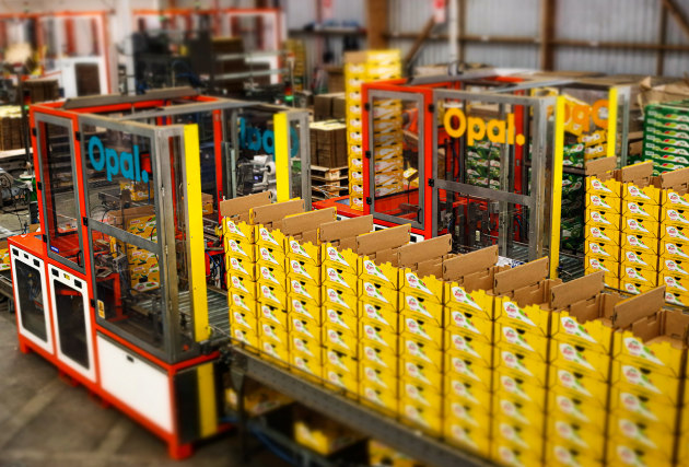 Opal Packaging's High-Speed Kiwifruit case erector exceeded customer expectations with a solution that reduced operator fatigue and injury, improved system safety, and increased packaging throughput by 100 per cent.