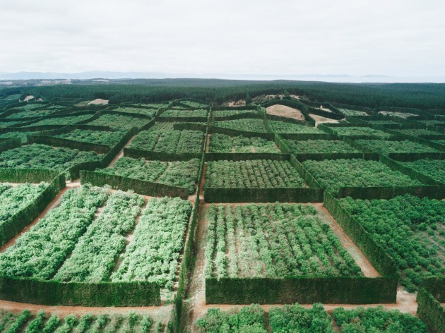 Ovavo&rsquo;s avocado farm, the hedging protects the plants from high winds.