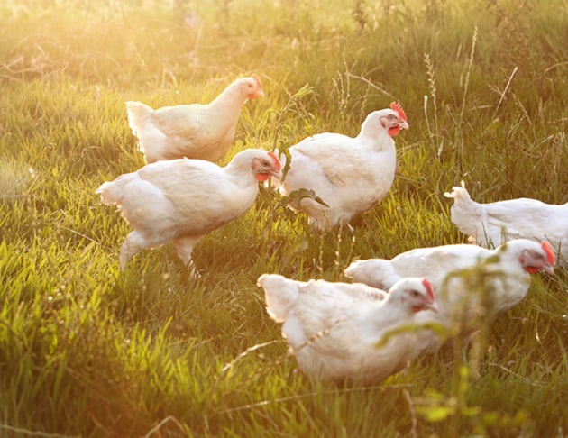 Baiada Poultry has completed a national network infrastructure overhaul designed to strengthen operational resilience and cybersecurity visibility across its vertically integrated supply chain, from breeding farms and feed mills through to processing plants and distribution facilities.
