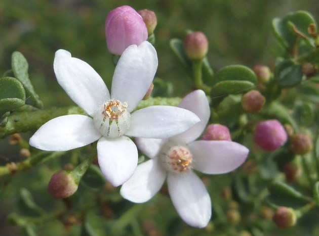 Fairy wax flowers along the Goldfields Track. M Ball