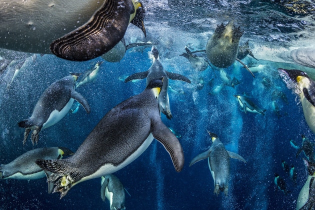 &copy; Paul Nicklen. 
Archival Pigment Print. Edition 2/10. 
Emperor Penguins shot from the Mario Zuchelli Base, Ross Sea, Antarctica. Penguins at Floe Edge at Terra Nova.
Emperor penguins go to sea for days or even weeks at a time to hunt food to bring home to hungry chicks. They can dive to over 1000 feet deep. Despite being the tallest and heaviest of all Antarctic penguin species, weighing up to 80 pounds, they move with grace and speed in the water.