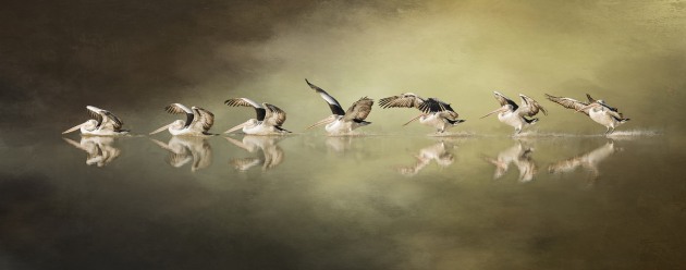 &copy; Dennis Rickard