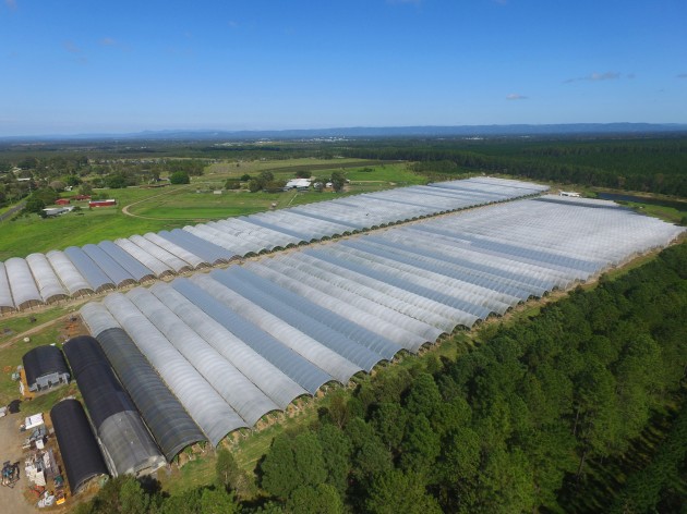 Perfection Fresh Caboolture berry farm
