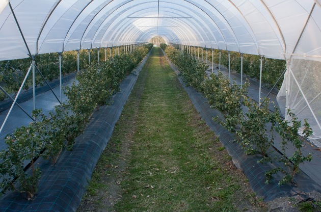Perfection Fresh Bundaberg berry farm