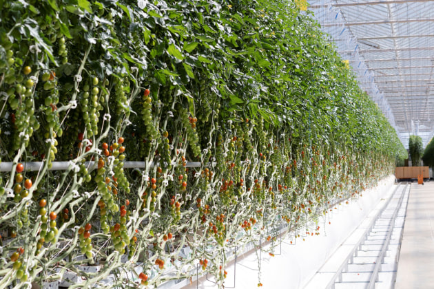 Perfection Fresh Two Wells glasshouse crop