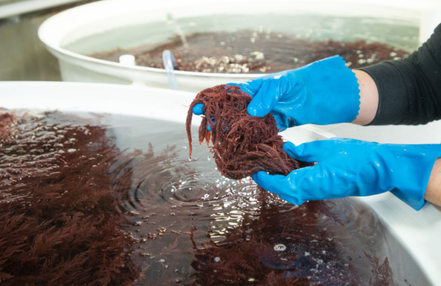 Asparagopsis algae. Source: Fonterra