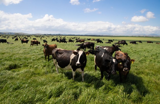 Fonterra and DSM's are collaborating on the development and commercialisation of fermentation-derived proteins with dairy-like properties. (Image: Fonterra)