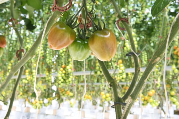 Perfection Fresh's new Toma'Muse tomato variety is being grown at its $130 million sustainable glasshouse facility in Two Wells, South Australia. For CEO Michael Simonetta, he's never tasted anything like it. "It has a sophisticated flavour that has even been compared to a fine wine." (Image: Perfection Fresh)