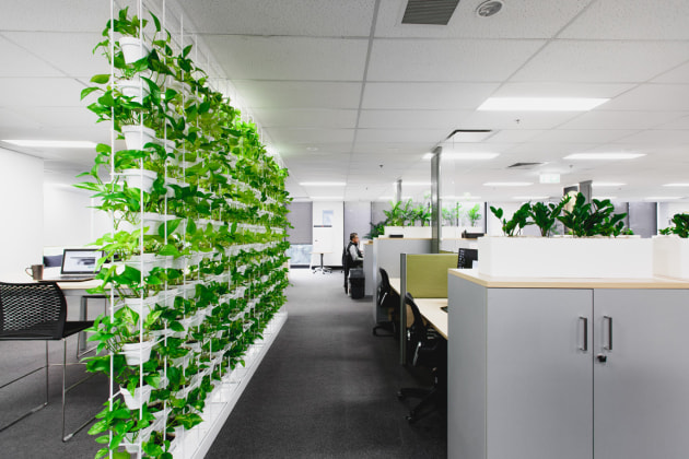 Green walls are growing in popularity.