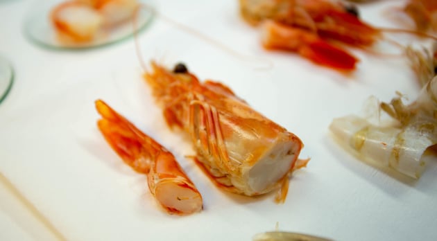 Prawns in the Source Certain lab.