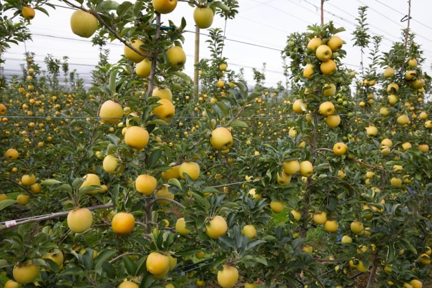Victorian farming business, Priest Bros Orchards, has launched its first apple juice &ndash; Sparkling Gold &ndash; aiming to offer a premium drink that celebrates the journey of apples from tree to bottle.
Source: Priest Bros Orchards