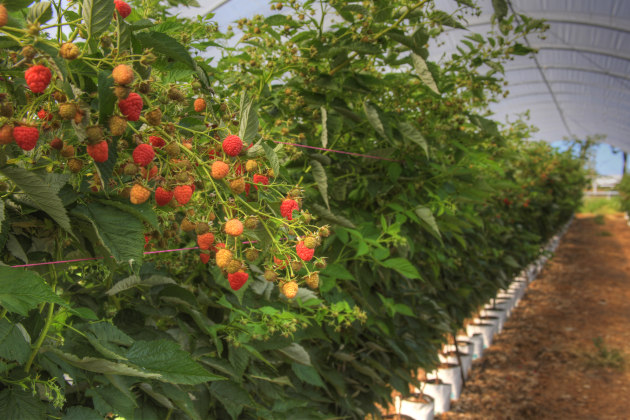 Perfection Fresh raspberries are grown in berry tunnels in Caboolture.