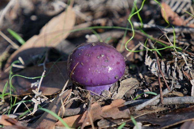 Purple fungi.