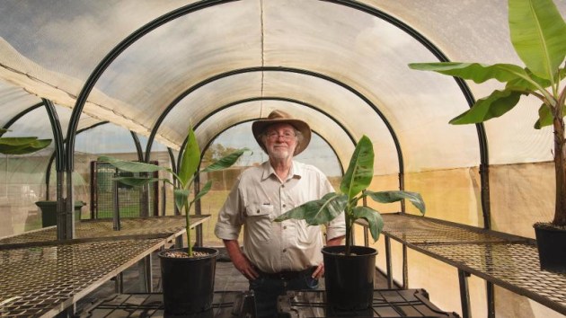 QUT Distinguished Professor James Dale with young banana plants in a shadehouse at the QUT field trial site in the Northern Territory. Pictured on Professor Dale's right is a wild banana plant, and on his left, is a Cavendish banana plant.