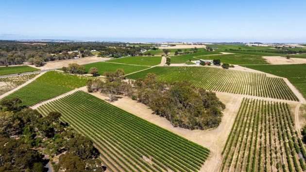 Lyndoch vineyard in the Barossa Valley, South Australia. (Source: Randall Wine Group)