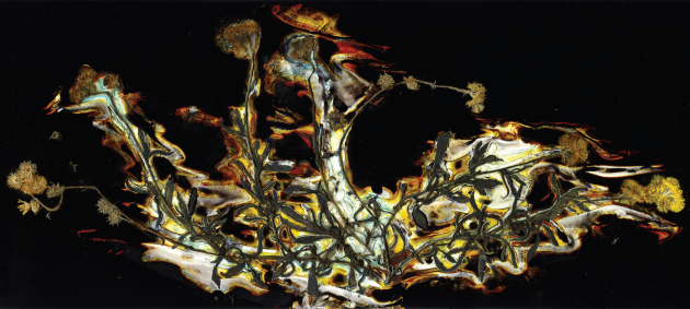 Chrysocephalum
apiculatum,
Yellow buttons,
from the
Botanica series,
2006. &copy; Renata Buziak.