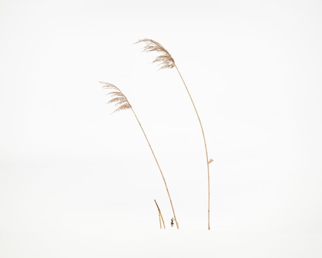 Central Hokkaido, Japan. Picking out a smaller part of the landscape with a longer lens, two lone grasses rise from the snow, their warm golden tones the only detail in an otherwise pure white world. Nikon Z8, Nikkor 100–400mm lens @ 340mm, 1/320s @ f8, ISO 500.