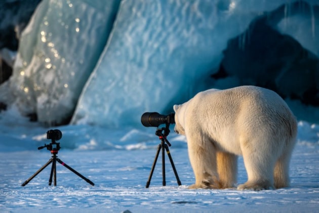 Wildlife PhotograBear. &copy; Roie Galitz.