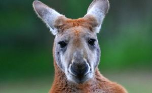 The Australian Made Campaign hopes the Aussie roo will remain the symbol identifying locally made and grown goods.