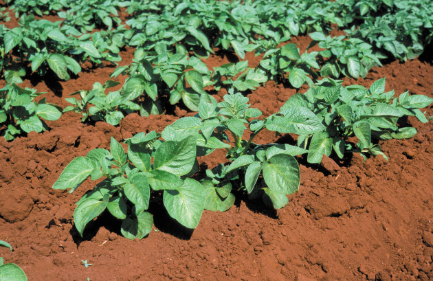 CSIRO has launched the latest round of its Innovate to Grow program, a free eight-week program to support small to medium-sized enterprises (SMEs) develop research-driven solutions focused on Farm and Food Technology.
Source: CSIRO