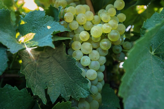 Riverland Wines represents the wineries and grape growers in the Riverland region, Australia's largest wine producing area.