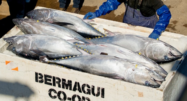 Australia&rsquo;s Southern Bluefin Tuna (SBT) longline and minorline fisheries have been independently certified to the Marine Stewardship Council (MSC)&rsquo;s environmental standard for fishing, coinciding with the start of the SBT fishing season.
Source: Tuna Australia/Matt Daniel