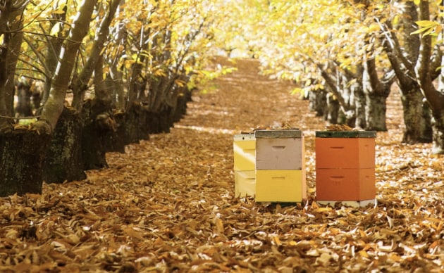 Source: Beechworth Honey website