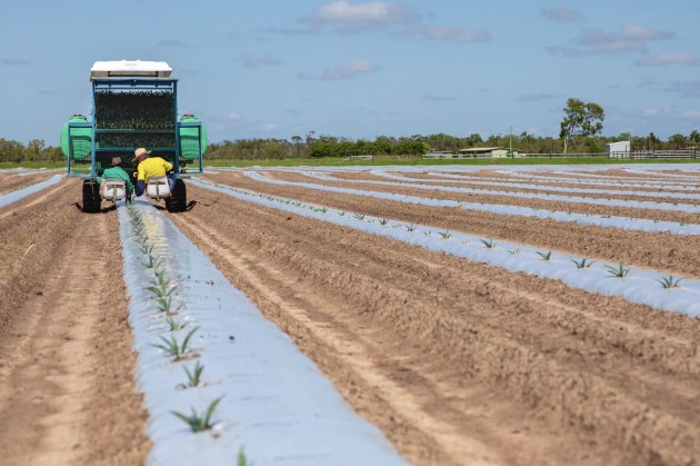Top Shelf International is moving into growing and distilling agave, the primary ingredient in tequila and mezcal. It already produces whisky and vodka.