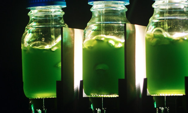 The approval of the addition of algae production to the National Standard for Organic and Bio-Dynamic Produce, will allow Australian organic algae producers to compete in the global market. Image: Provectus Algae