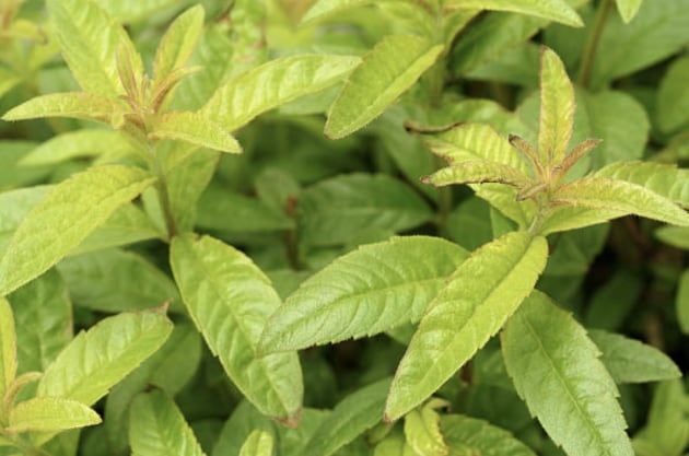 Results coming out of Madrid through nutraceutical company Monteloeder have shown that lemon verbena shortens the time taken to fall asleep and promotes improved sleep quality through natural promotion of melatonin.
Source: Getty Images
