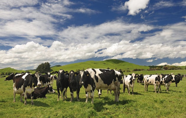 Australian climate technology company, Rumin8, has been given provisional registration by the New Zealand Agricultural Compounds and Veterinary Medicines for its first methane reducing feed additive.
Source: Getty Images