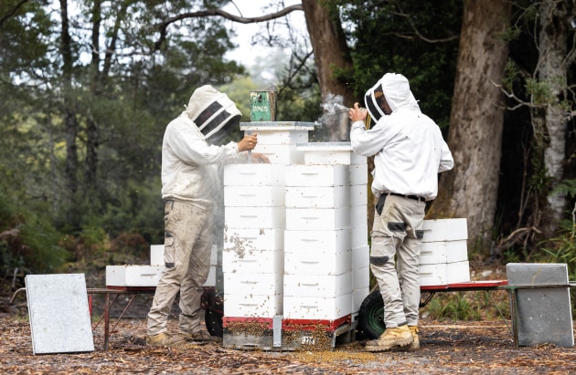 Bees that produce Leatherwood honey in Tasmania are being relocated for the cold winter months, to ensure optimal productivity for the hives come springtime.
Source: Tasmanian Beekeepers Association