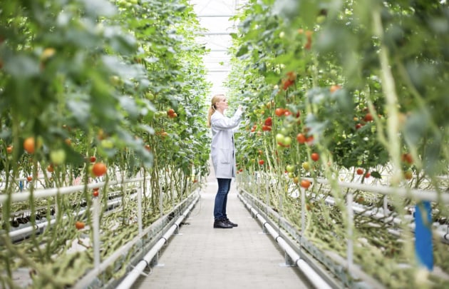The national science agency, CSIRO, has reopened its Innovate to Grow program to small to medium enterprises, with this edition focused on food innovation and technology.
Source: Getty Images