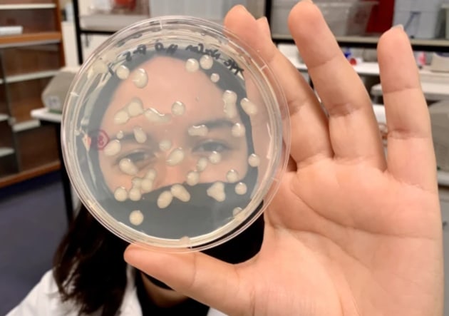 CSIRO and Murdoch University are developing 100 per cent compostable bioplastics which can break down in compost, land or water, without leaving a trace.
Source: Murdoch University