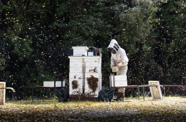 Preparing Leatherwood Honey hives for summer involves looking after queen bees, hives and production equipment.
Source: Tasmanian Beekeepers Association
