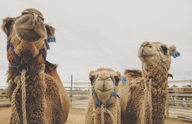 The alternative dairy industry will be getting an all-environments boost, with researchers from Edith Cowan University (ECU) finding camel milk could potentially protect the gut from harmful enzymes and create healthier digestion.
Source: Getty Images