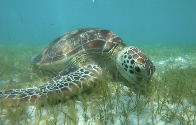 The global philanthropic arm of The Coca-Cola Company (TCCC), The Coca-Cola Foundation (TCCF), has teamed up with the Great Barrier Reef Foundation, launching a three-year, $800,000 project to revive the Great Barrier Reef&rsquo;s seagrass meadows.
Source: James Cook University