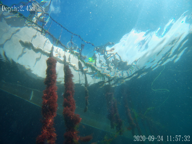 Australia&rsquo;s largest integrated cattle and beef producer Australian Agricultural Company (AACo) is partnering with seaweed manufacturer Sea Forest to reduce methane emissions from its cattle. (Image source: Sea Forest)